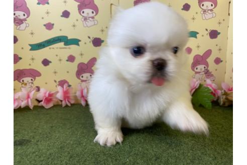 成約済の栃木県のペキニーズ-107829の2枚目