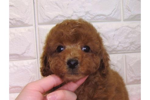 成約済の茨城県のトイプードル-110481の1枚目