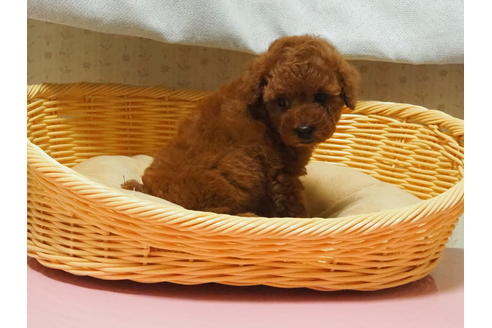 成約済の岡山県のトイプードル-110523の4枚目