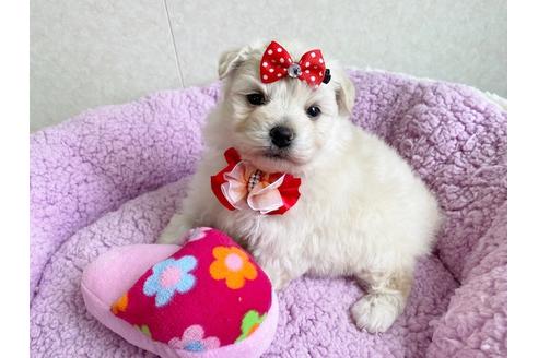 成約済の秋田県のミックス犬-109234の6枚目