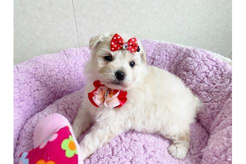 成約済の秋田県のミックス犬-109234の5枚目
