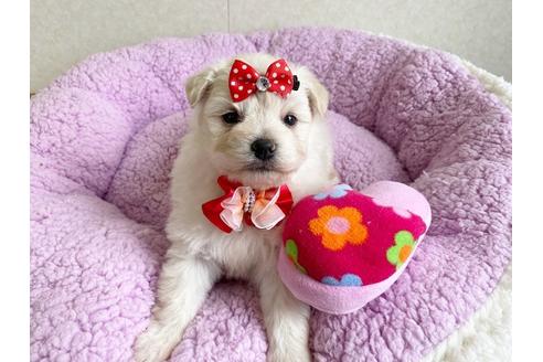 成約済の秋田県のミックス犬-109234の3枚目