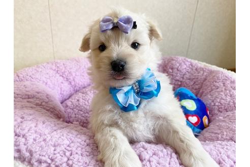 成約済の秋田県のミックス犬-109233の8枚目