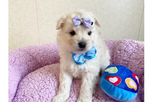 成約済の秋田県のミックス犬-109233の5枚目