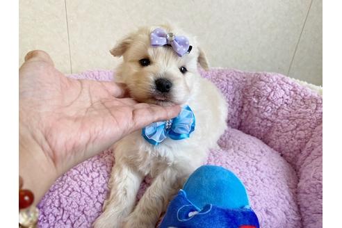 成約済の秋田県のミックス犬-109233の4枚目