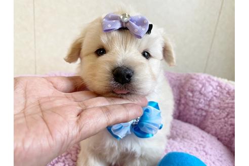 成約済の秋田県のミックス犬-109233の3枚目