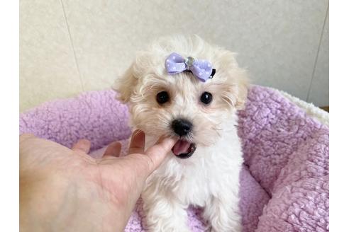 子犬