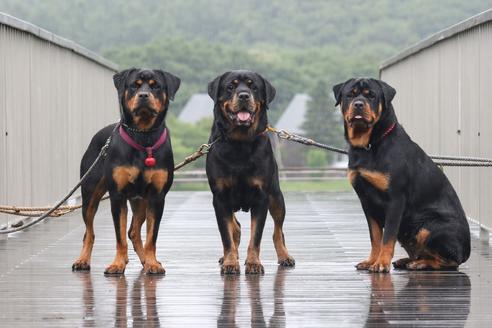 埼玉県のロットワイラー 男の子 22 05 14生まれ ブラックタン 子犬id 1847 ブリーダーナビ
