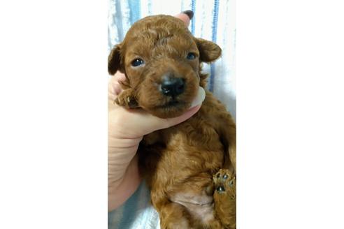 成約済の福岡県のトイプードル-108958の4枚目