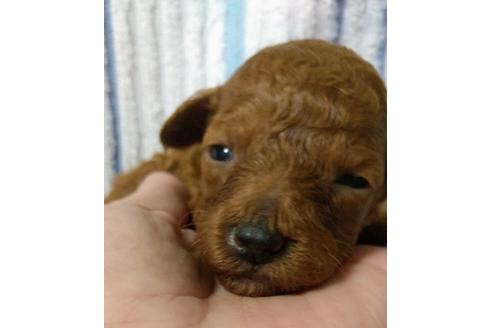 成約済の福岡県のトイプードル-108966の3枚目