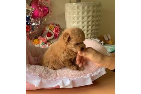 成約済の大阪府のタイニープードル-110573の3枚目