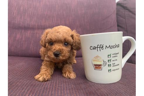 静岡県のトイプードル 男の子 08 22生まれ 10 23 522g ティーカップサイズ 子犬id 1099 ブリーダーナビ 静岡県のトイプードル 男の子 08 22生まれ 10 23 522g ティーカップサイズ 子犬id 1099 ブリーダーナビ