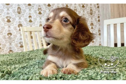 成約済の愛知県のミニチュアダックスフンド(ワイヤーヘアード)-110576の5枚目