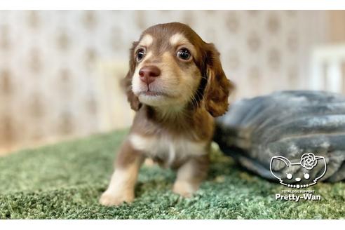 成約済の愛知県のミニチュアダックスフンド(ワイヤーヘアード)-110576の6枚目