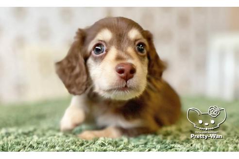 成約済の愛知県のミニチュアダックスフンド(ワイヤーヘアード)-110576の4枚目