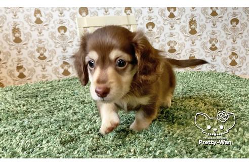 成約済の愛知県のミニチュアダックスフンド(ワイヤーヘアード)-110576の3枚目