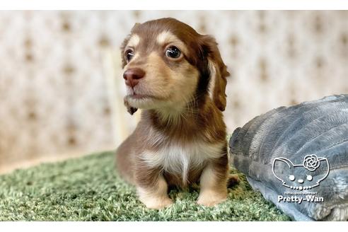 成約済の愛知県のミニチュアダックスフンド(ワイヤーヘアード)-110576の2枚目