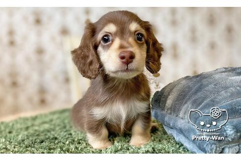 成約済の愛知県のミニチュアダックスフンド(ワイヤーヘアード)-110576の1枚目