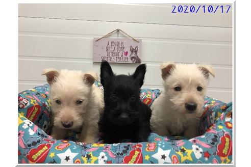100 品質保証 ウイスキー ビンテージ 特級 スコティッシュテリア 犬 ホワイト ブラック ウイスキー Hlt No
