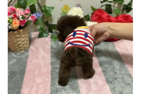 成約済の埼玉県のティーカッププードル-108851の6枚目