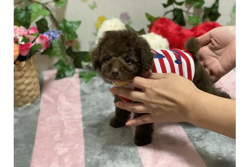 成約済の埼玉県のティーカッププードル-108851の3枚目