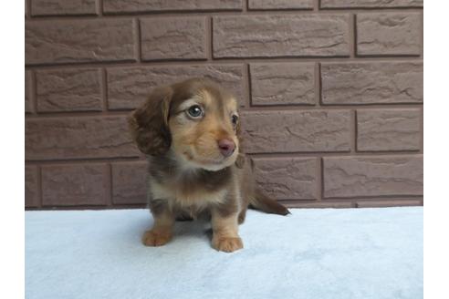 子犬