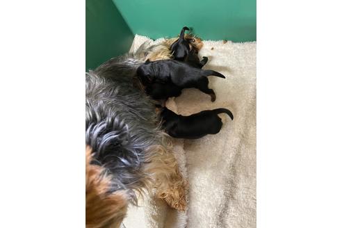 成約済の静岡県のヨークシャーテリア-110632の6枚目