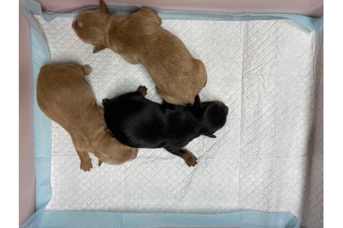 成約済の静岡県のチワプー:チワワ×トイプードル-110637の10枚目