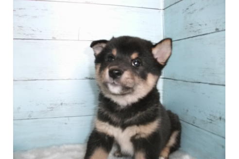 成約済の埼玉県の柴犬-110640の3枚目
