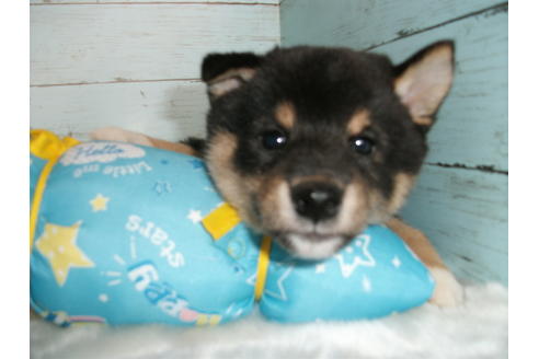 成約済の埼玉県の柴犬-110640の2枚目