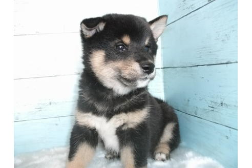 成約済の埼玉県の柴犬-110640の1枚目