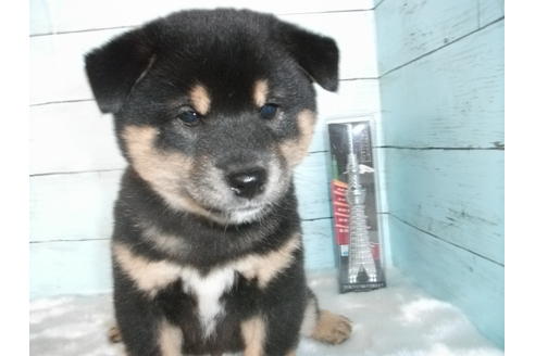 成約済の埼玉県の柴犬-110643の1枚目