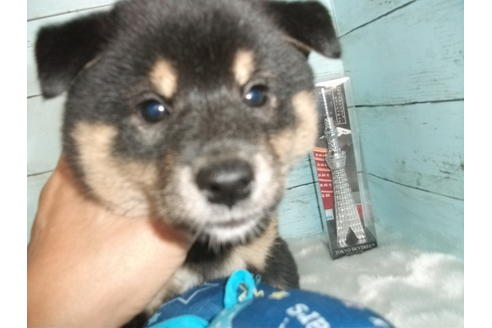 成約済の埼玉県の柴犬-110643の4枚目