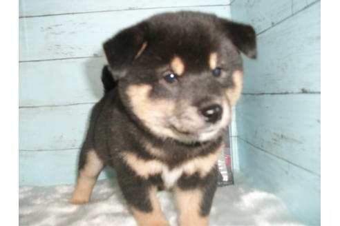 成約済の埼玉県の柴犬-110643の2枚目