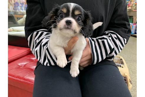 成約済の京都府のミックス犬-110645の1枚目