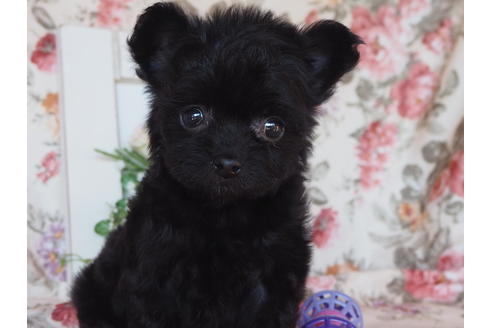 岡山県のミックス犬 女の子 09 05生まれ ママ似でお目目クリクリお鼻の短い丸顔のキャバプー チーの女の子です 子犬id ブリーダーナビ