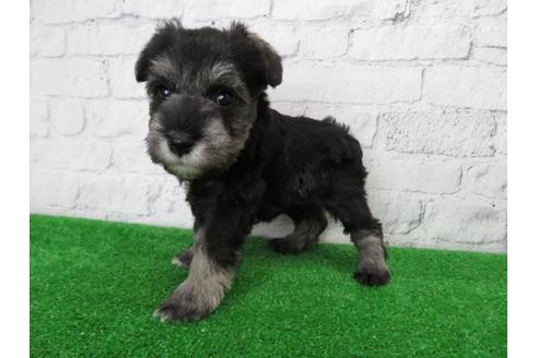 成約済の大阪府のミニチュアシュナウザー-110690の1枚目