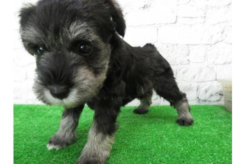 成約済の大阪府のミニチュアシュナウザー-110690の6枚目