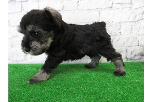 成約済の大阪府のミニチュアシュナウザー-110690の5枚目