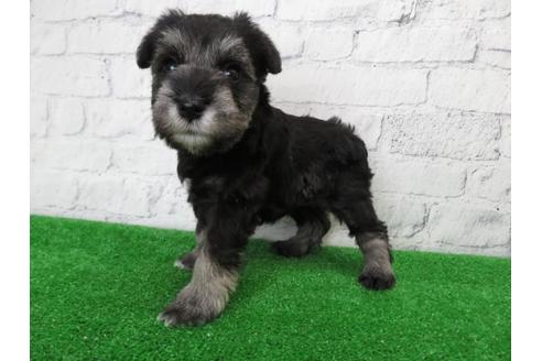 成約済の大阪府のミニチュアシュナウザー-110690の4枚目