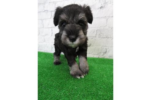 成約済の大阪府のミニチュアシュナウザー-110690の3枚目