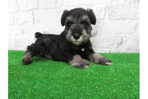 成約済の大阪府のミニチュアシュナウザー-110690の2枚目