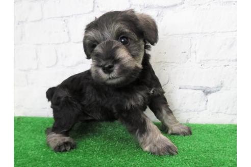 成約済の大阪府のミニチュアシュナウザー-110692の1枚目