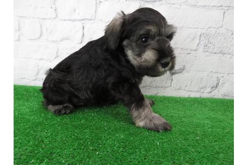 成約済の大阪府のミニチュアシュナウザー-110692の6枚目