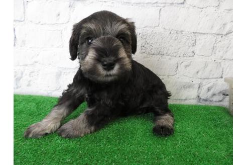 成約済の大阪府のミニチュアシュナウザー-110692の5枚目