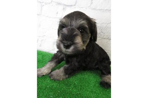 成約済の大阪府のミニチュアシュナウザー-110692の4枚目