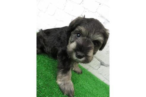 成約済の大阪府のミニチュアシュナウザー-110692の3枚目