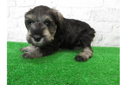 成約済の大阪府のミニチュアシュナウザー-110692の2枚目