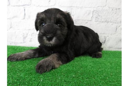 成約済の大阪府のミニチュアシュナウザー-110695の1枚目