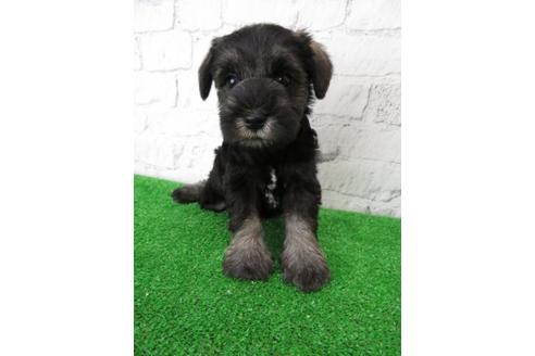 成約済の大阪府のミニチュアシュナウザー-110695の6枚目